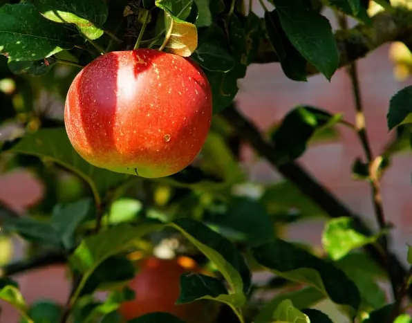 Apple packing software for Australian packers 3