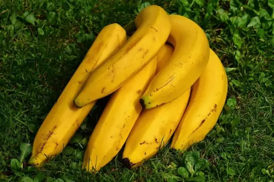 Banana packing software for Australian packers 2