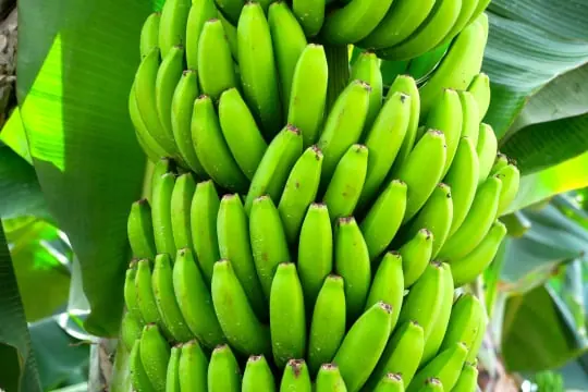 Banana packing software for Australian packers 3