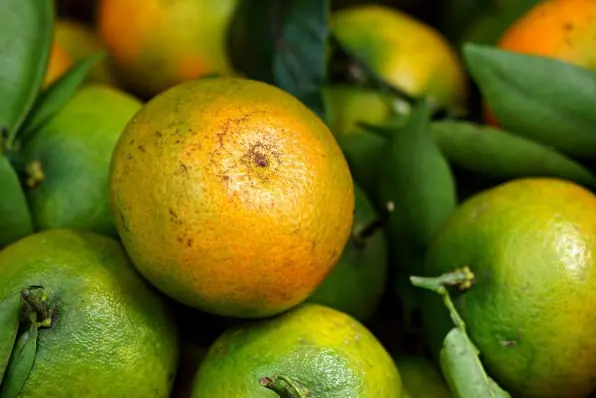 Mandarin packing software for Australian packers 2