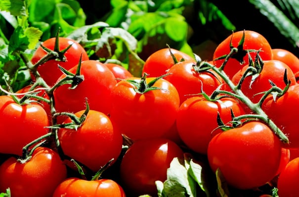 Tomato packing Australia