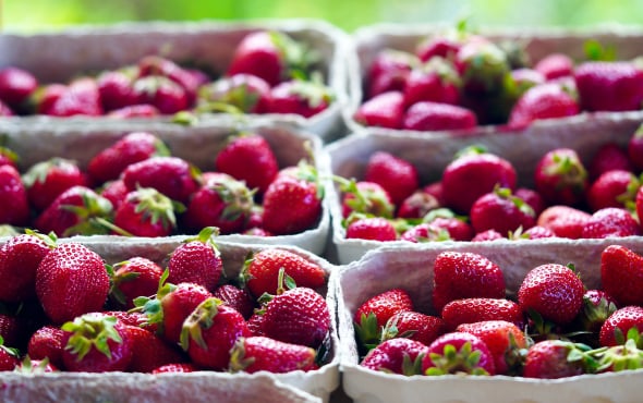 Strawberry packing software Australia