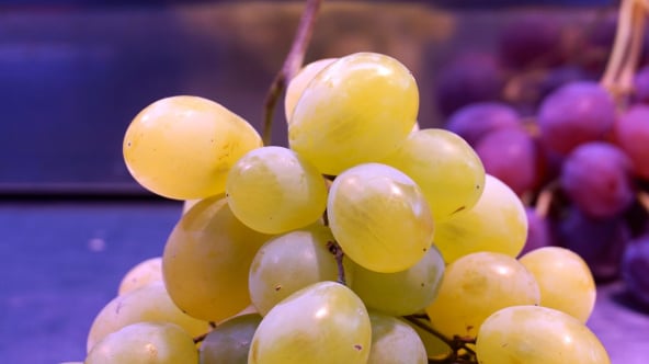 Table Grape packing software Australia