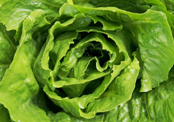 Salad packing Australia