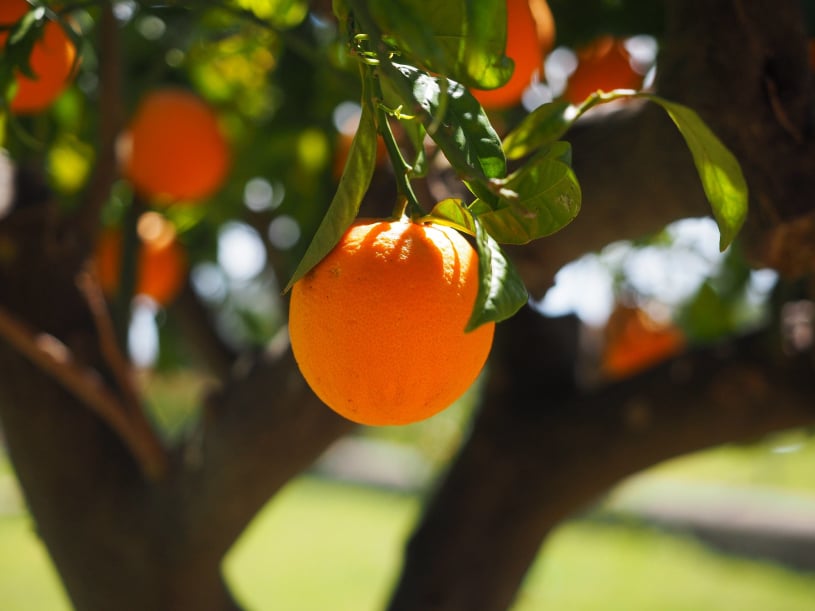 Australian fruit quality inspection app