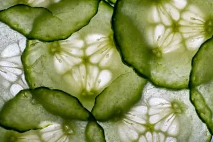 Cucumber Food Safety app