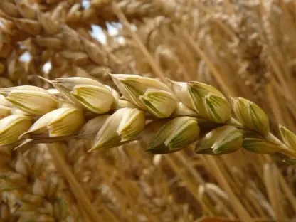Wheat grain Packing App