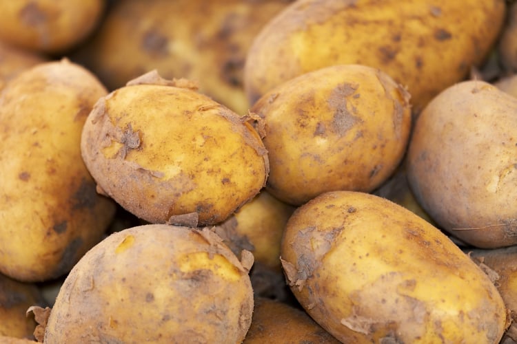 Potato processing software Packing value add 