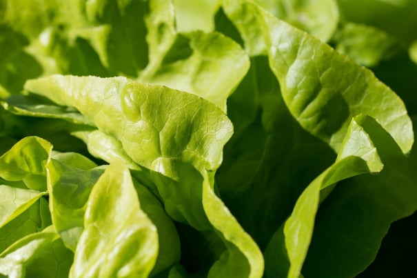 Salad packing Australia