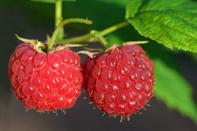 Australian fruit quality inspection app