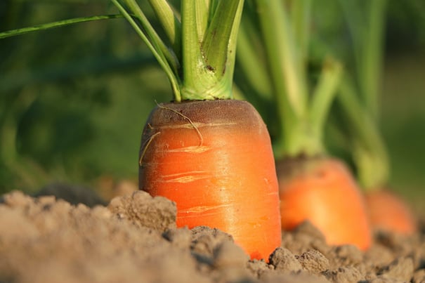 Carrot packing Australia