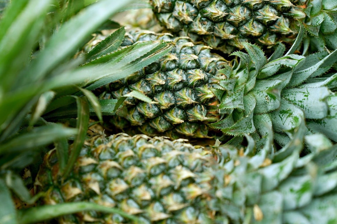 Sage fresh produce software for fruit and vegetable packers