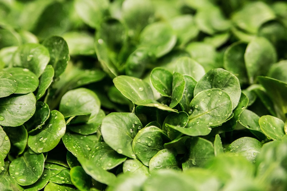 Sage fresh produce inventory traceability