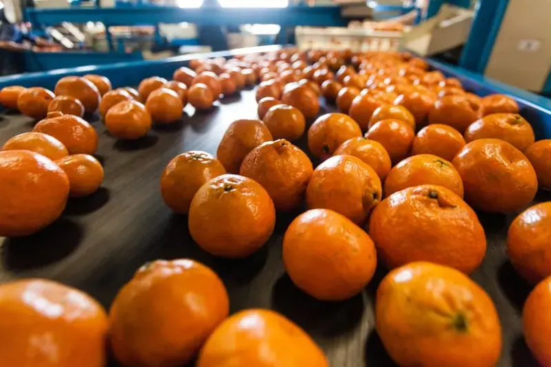 Citrus and grape exporter cuts rejected containers