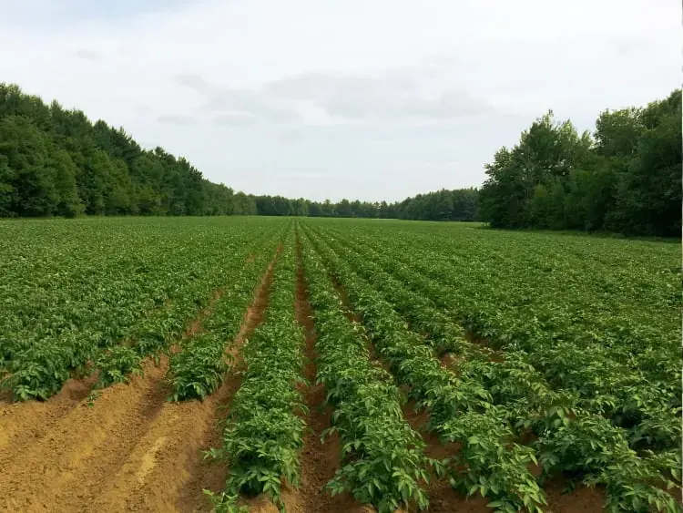 Grower payment and pool accounting software