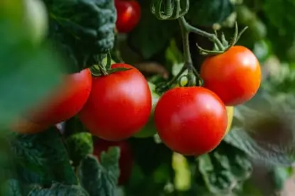 Tomato Fresh Produce Inventory Traceability Software