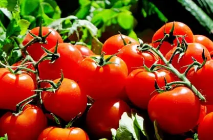 Tomato Fresh Produce Inventory Traceability Software