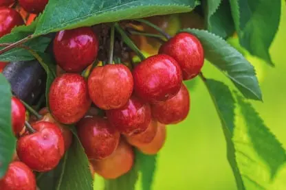 Cherry Fresh Produce Inventory Traceability Software