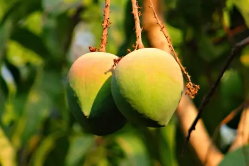 Mango quality inspection app