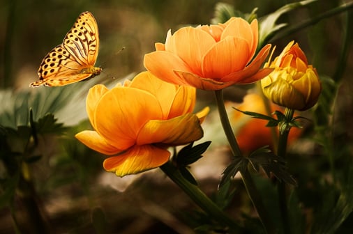 Flower quality control inspection app