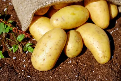 Potato quality inspection app