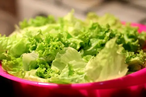 Lettuce quality inspection app 