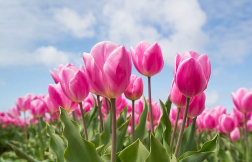 Flower quality control inspection app