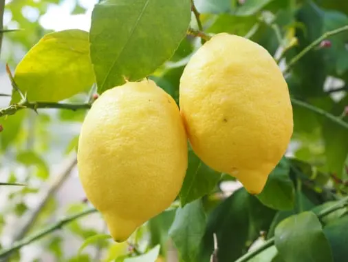 Citrus Quality inspection app