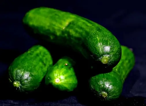Cucumber traceability app