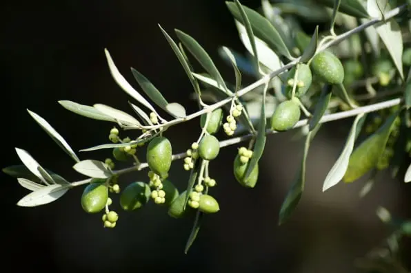 Olive Traceability app