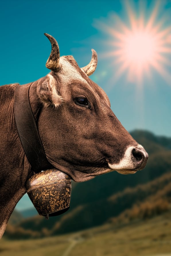 Beef Traceability app
