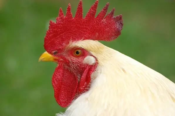 Poultry Traceability app