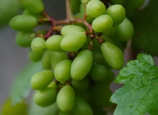 Table grape traceability app