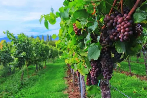 Table grape traceability app